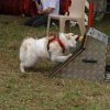 foire-haricots 2011-09-17et18